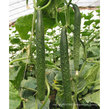 HCU02 Xuanbu 28 to 35cm in length,chinese OP cucumber seeds in vegetable seeds